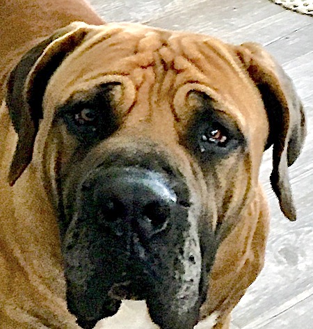 Boerboel Troy