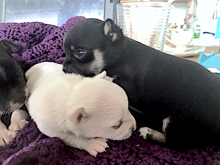 Chihuahua Puppies